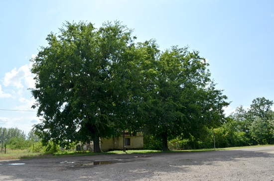 Vasútállomási Fák