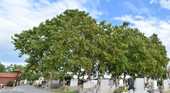 Juharlevelű Platánfasor