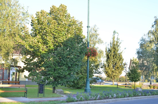 A 10 Éves Város Emlékfája